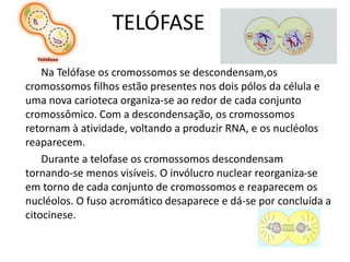 TELÓFASE
Na Telófase os cromossomos se descondensam,os
cromossomos filhos estão presentes nos dois pólos da célula e
uma nova carioteca organiza-se ao redor de cada conjunto
cromossômico. Com a descondensação, os cromossomos
retornam à atividade, voltando a produzir RNA, e os nucléolos
reaparecem.
Durante a telofase os cromossomos descondensam
tornando-se menos visíveis. O invólucro nuclear reorganiza-se
em torno de cada conjunto de cromossomos e reaparecem os
nucléolos. O fuso acromático desaparece e dá-se por concluída a
citocinese.
 