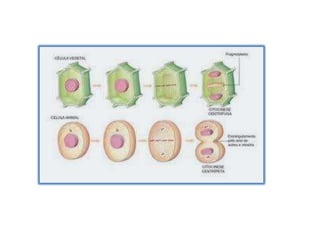 Apresentaçao de biologia
