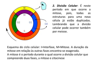 Esquema do ciclo celular: I=Interfase, M=Mitose. A duração da
mitose em relação às outras fases encontra-se exagerada.
A mitose é o período durante o qual ocorre a divisão celular que
compreende duas fases, a mitose e citocinese
2. Divisão Celular: É neste
período em que ocorre a
mitose, pois, todas as
estruturas para uma nova
célula já estão duplicadas.
Lembrando que a divisão
celular pode ocorrer também
por meiose.
 