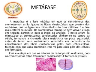 METÁFASE
A metáfase é a fase mitótica em que os centrômeros dos
cromossomos estão ligados às fibras cinetocóricas que provêm dos
centríolos, que se ligam aos microtúbulos do fuso mitótico. É a fase
mais estável da mitose. Os cromatídeos tornam-se bem visíveis e logo
em seguida partem-se para o início da anáfase. É nesta altura da
mitose,que os cromossomos condensados alinham-se no centro da
célula, formando a chamada placa metafásica ou placa equatorial,
antes de terem seus centrômeros repartidos em decorrência do
encurtamento das fibras cinetocóricas pelas duas células-filhas,
fazendo com que cada cromátide-irmã vá para cada pólo das células
em formação.
Essa é a etapa em que os estudos do cariótipo são realizados, pois
os cromossomos estão totalmente condensados.E tornam-se visiveis.
 