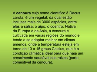 A cenoura cujo nome científico é Dacus 
carota, é um vegetal, da qual estão 
inclusas mais de 3000 espécies, entre 
elas a salsa, o aipo, o coentro. Nativa 
da Europa e da Asia, a cenoura é 
cultivada em várias regiões do mundo e 
tende a se adaptar melhor em climas 
amenos, onde a temperatura esteja em 
torno de 10 a 15 graus Celsius, que é a 
condição climática ideal para que haja um 
crescimento saudável das raizes (parte 
comestível da cenoura). 
 