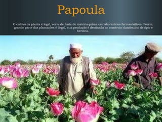 Papoula O cultivo da planta é legal, serve de fonte de matéria-prima em laboratórios farmacêuticos. Porém, grande parte das plantações é ilegal, sua produção é destinada ao comércio clandestino de ópio e heroína.  