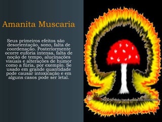 Amanita Muscaria Seus primeiros efeitos são desorientação, sono, falta de coordenação. Posteriormente ocorre euforia intensa, falta de noção de tempo, alucinações visuais e alterações de humor como a fúria, por exemplo. Se usado em grande quantidade pode causar intoxicação e em alguns casos pode ser letal. 