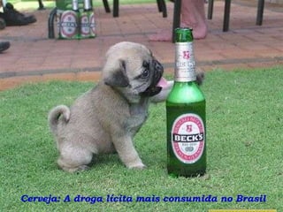 Cerveja: A droga lícita mais consumida no Brasil 