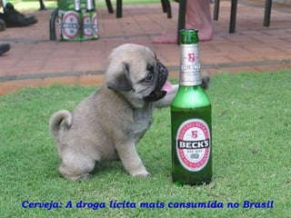Cerveja: A droga lícita mais consumida no Brasil

 