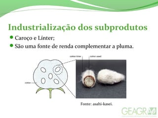 Industrialização dos subprodutos
Caroço e Línter;
São uma fonte de renda complementar a pluma.
Fonte: asahi-kasei.
 