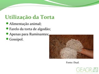 Utilização da Torta
Alimentação animal;
Farelo da torta de algodão;
Apenas para Ruminantes;
Gossipol.
Fonte: Dual.
 