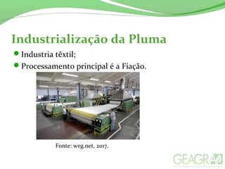 Industrialização da Pluma
Industria têxtil;
Processamento principal é a Fiação.
Fonte: weg.net, 2017.
 