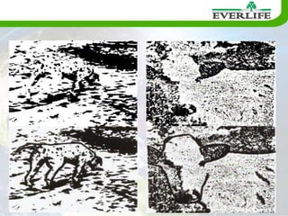   Saldo de Bônus a receber