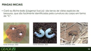 10
• Coró ou Bicho-bolo (Liogenys fuscus)- são larvas de várias espécies de
besouros, que são facilmente identificadas pela curvatura do corpo em forma
de “C”.
PRAGAS INICIAIS
Fonte: Embrapa, 2023. Fonte: Embrapa, 2023. Fonte: Embrapa, 2023.
 