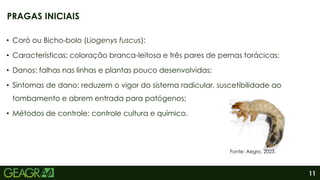 11
• Coró ou Bicho-bolo (Liogenys fuscus):
• Características: coloração branca-leitosa e três pares de pernas torácicas;
• Danos: falhas nas linhas e plantas pouco desenvolvidas;
• Sintomas de dano: reduzem o vigor do sistema radicular, suscetibilidade ao
tombamento e abrem entrada para patógenos;
• Métodos de controle: controle cultura e químico.
PRAGAS INICIAIS
Fonte: Aegro, 2023.
 