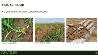 12
• Coró ou Bicho-bolo (Liogenys fuscus)
PRAGAS INICIAIS
Fonte: Fedrap, 2023. Fonte: Ana Flávia, 2023.
Fonte: Fedrap, 2023.
 