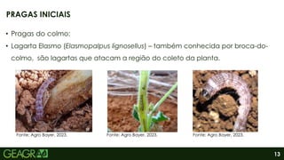 13
• Pragas do colmo:
• Lagarta Elasmo (Elasmopalpus lignosellus) – também conhecida por broca-do-
colmo, são lagartas que atacam a região do coleto da planta.
PRAGAS INICIAIS
Fonte: Agro Bayer, 2023. Fonte: Agro Bayer, 2023. Fonte: Agro Bayer, 2023.
 