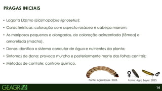 14
• Lagarta Elasmo (Elasmopalpus lignosellus):
• Características: coloração com aspecto rosáceo e cabeça marrom;
• As mariposas pequenas e alongadas, de coloração acinzentada (fêmea) e
amarelada (macho).
• Danos: danifica o sistema condutor de água e nutrientes da planta;
• Sintomas de dano: provoca murcha e posteriormente morte das folhas centrais;
• Métodos de controle: controle químico.
PRAGAS INICIAIS
Fonte: Agro Bayer, 2023. Fonte: Agro Bayer, 2023.
 