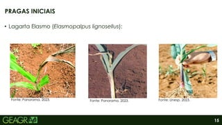 15
• Lagarta Elasmo (Elasmopalpus lignosellus):
PRAGAS INICIAIS
Fonte: Panorama, 2023. Fonte: Panorama, 2023. Fonte: Unesp, 2023.
 