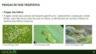 16
• Pragas das folhas:
• Pulgão-verde-dos-cereais (Schizaphis graminum) - apresentam coloração verde-
limão, com três riscas mais escuras no dorso, e alimentam-se na face inferior ou
bainha das folhas maduras.
PRAGAS DE FASE VEGETATIVA
Fonte: Embrapa, 2023. Fonte: Embrapa, 2023. Fonte: Terra Magna, 2023.
 