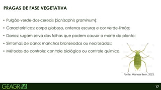17
• Pulgão-verde-dos-cereais (Schizaphis graminum):
• Características: corpo globoso, antenas escuras e cor verde-limão;
• Danos: sugam seiva das folhas que podem causar a morte da planta;
• Sintomas de dano: manchas bronzeadas ou necrosadas;
• Métodos de controle: controle biológico ou controle químico.
PRAGAS DE FASE VEGETATIVA
Fonte: Maneje Bem, 2023.
 