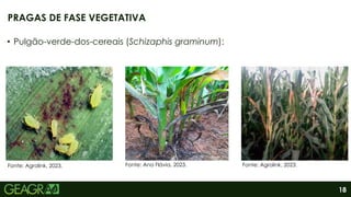 18
• Pulgão-verde-dos-cereais (Schizaphis graminum):
PRAGAS DE FASE VEGETATIVA
Fonte: Agrolink, 2023. Fonte: Ana Flávia, 2023. Fonte: Agrolink, 2023.
 