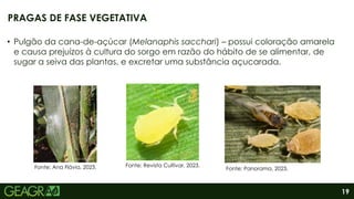 19
• Pulgão da cana-de-açúcar (Melanaphis sacchari) – possui coloração amarela
e causa prejuízos à cultura do sorgo em razão do hábito de se alimentar, de
sugar a seiva das plantas, e excretar uma substância açucarada.
PRAGAS DE FASE VEGETATIVA
Fonte: Ana Flávia, 2023. Fonte: Revista Cultivar, 2023.
Fonte: Panorama, 2023.
 