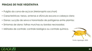 20
• Pulgão da cana-de-açúcar (Melanaphis sacchari)
• Características: tarsos, antenas e sifúnculo escuros e cabeça clara;
• Danos: sucção de seiva e transmissão de patógenos entre plantas;
• Sintomas de dano: folhas murchas ou bordas necrosadas;
• Métodos de controle: controle biológico ou controle químico.
PRAGAS DE FASE VEGETATIVA
Fonte: Agrologia, 2023.
 