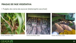 21
• Pulgão da cana-de-açúcar (Melanaphis sacchari)
PRAGAS DE FASE VEGETATIVA
Fonte: Embrapa, 2023. Fonte: Ana Flávia, 2023. Fonte: Ana Flávia, 2023.
 