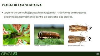 22
• Lagarta-do-cartucho(Spodoptera frugiperda) - são larvas de mariposas
encontradas normalmente dentro do cartucho das plantas.
PRAGAS DE FASE VEGETATIVA
Fonte: Biomatrix, 2023.
Fonte: Elevagro, 2023.
Fonte: Elevagro, 2023.
 