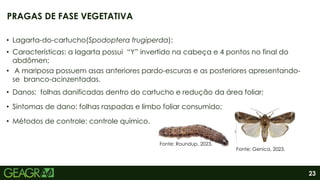 23
• Lagarta-do-cartucho(Spodoptera frugiperda):
• Características: a lagarta possui “Y” invertido na cabeça e 4 pontos no final do
abdômen;
• A mariposa possuem asas anteriores pardo-escuras e as posteriores apresentando-
se branco-acinzentadas.
• Danos: folhas danificadas dentro do cartucho e redução da área foliar;
• Sintomas de dano: folhas raspadas e limbo foliar consumido;
• Métodos de controle: controle químico.
PRAGAS DE FASE VEGETATIVA
Fonte: Roundup, 2023.
Fonte: Genica, 2023.
 
