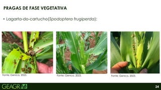 24
• Lagarta-do-cartucho(Spodoptera frugiperda):
PRAGAS DE FASE VEGETATIVA
Fonte: Genica, 2023. Fonte: Genica, 2023. Fonte: Genica, 2023.
 