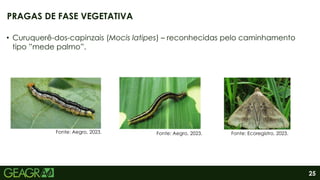 25
• Curuquerê-dos-capinzais (Mocis latipes) – reconhecidas pelo caminhamento
tipo ”mede palmo”.
PRAGAS DE FASE VEGETATIVA
Fonte: Aegro, 2023. Fonte: Aegro, 2023. Fonte: Ecoregistro, 2023.
 