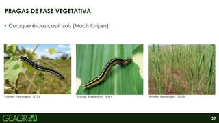 27
• Curuquerê-dos-capinzais (Mocis latipes):
PRAGAS DE FASE VEGETATIVA
Fonte: Embrapa, 2023. Fonte: Embrapa, 2023. Fonte: Embrapa, 2023.
 
