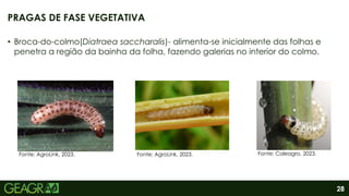 28
• Broca-do-colmo(Diatraea saccharalis)- alimenta-se inicialmente das folhas e
penetra a região da bainha da folha, fazendo galerias no interior do colmo.
PRAGAS DE FASE VEGETATIVA
Fonte: AgroLink, 2023. Fonte: AgroLink, 2023. Fonte: Coleagro, 2023.
 