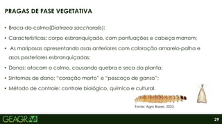 29
• Broca-do-colmo(Diatraea saccharalis):
• Características: corpo esbranquiçado, com pontuações e cabeça marrom;
• As mariposas apresentando asas anteriores com coloração amarelo-palha e
asas posteriores esbranquiçadas;
• Danos: atacam o colmo, causando quebra e seca da planta;
• Sintomas de dano: “coração morto” e “pescoço de ganso”;
• Método de controle: controle biológico, químico e cultural.
PRAGAS DE FASE VEGETATIVA
Fonte: Agro Bayer, 2023.
 