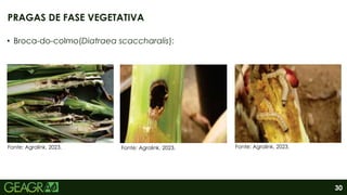 30
• Broca-do-colmo(Diatraea scaccharalis):
PRAGAS DE FASE VEGETATIVA
Fonte: Agrolink, 2023. Fonte: Agrolink, 2023. Fonte: Agrolink, 2023.
 