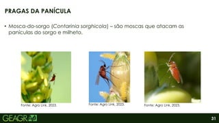 31
• Mosca-do-sorgo (Contarinia sorghicola) – são moscas que atacam as
panículas do sorgo e milheto.
PRAGAS DA PANÍCULA
Fonte: Agro Link, 2023. Fonte: Agro Link, 2023. Fonte: Agro Link, 2023.
 