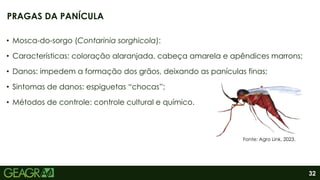 32
• Mosca-do-sorgo (Contarinia sorghicola):
• Características: coloração alaranjada, cabeça amarela e apêndices marrons;
• Danos: impedem a formação dos grãos, deixando as panículas finas;
• Sintomas de danos: espiguetas “chocas”;
• Métodos de controle: controle cultural e químico.
PRAGAS DA PANÍCULA
Fonte: Agro Link, 2023.
 