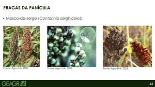 33
• Mosca-do-sorgo (Contarinia sorghicola):
PRAGAS DA PANÍCULA
Fonte: Agro Link, 2023. Fonte: Agro Link, 2023. Fonte: Agro Link, 2023.
 