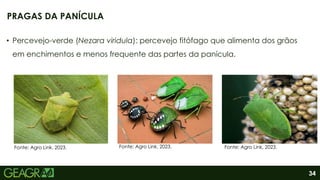 34
• Percevejo-verde (Nezara viridula): percevejo fitófago que alimenta dos grãos
em enchimentos e menos frequente das partes da panícula.
PRAGAS DA PANÍCULA
Fonte: Agro Link, 2023. Fonte: Agro Link, 2023. Fonte: Agro Link, 2023.
 
