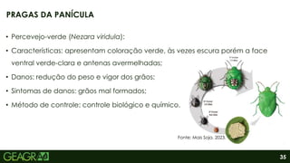 35
• Percevejo-verde (Nezara viridula):
• Características: apresentam coloração verde, às vezes escura porém a face
ventral verde-clara e antenas avermelhadas;
• Danos: redução do peso e vigor dos grãos;
• Sintomas de danos: grãos mal formados;
• Método de controle: controle biológico e químico.
PRAGAS DA PANÍCULA
Fonte: Mais Soja, 2023.
 