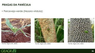 36
• Percevejo-verde (Nezara viridula):
PRAGAS DA PANÍCULA
Fonte: Agro Link, 2023. Fonte: Agro Link, 2023. Fonte: Agro Link, 2023.
 