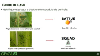 48
• Identifique as pragas e posicione um produto de controle:
ESTUDO DE CASO
Pulgão-verde (Schizaphis graminum)
Pulgão da cana-de-açúcar (Melanaphis sacchari)
Dose: 100 - 150 ml/ha
Dose: 100 - 150ml/ha
 