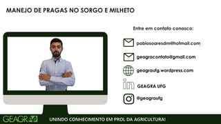 Entre em contato conosco:
geagraufg.wordpress.com
geagracontato@gmail.com
GEAGRA UFG
@geagraufg
UNINDO CONHECIMENTO EM PROL DA AGRICULTURA!
MANEJO DE PRAGAS NO SORGO E MILHETO
pablosoaresdm@hotmail.com
 