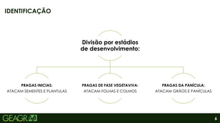 6
IDENTIFICAÇÃO
Divisão por estádios
de desenvolvimento:
PRAGAS INICIAS:
ATACAM SEMENTES E PLANTULAS
PRAGAS DE FASE VEGETAVIVA:
ATACAM FOLHAS E COLMOS
PRAGAS DA PANÍCULA:
ATACAM GRÃOS E PANÍCULAS
 