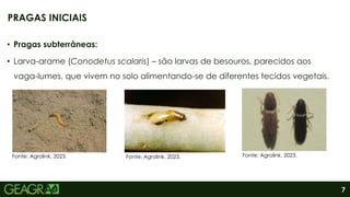 7
• Pragas subterrâneas:
• Larva-arame (Conodetus scalaris) – são larvas de besouros, parecidos aos
vaga-lumes, que vivem no solo alimentando-se de diferentes tecidos vegetais.
PRAGAS INICIAIS
Fonte: Agrolink, 2023.
Fonte: Agrolink, 2023.
Fonte: Agrolink, 2023.
 