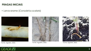 9
• Larva-arame (Conodetus scalaris)
PRAGAS INICIAIS
Fonte: Agrolink, 2023. Fonte: Agrolink, 2023. Fonte: Agrolink, 2023.
 