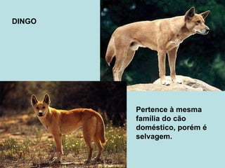 DINGO Pertence à mesma família do cão doméstico, porém é selvagem. 