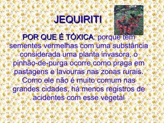 JEQUIRITI   POR QUE É TÓXICA : porque tem sementes vermelhas com uma substância considerada uma planta invasora, o pinhão-de-purga ocorre como praga em pastagens e lavouras nas zonas rurais. Como ele não é muito comum nas grandes cidades, há menos registros de acidentes com esse vegetal 