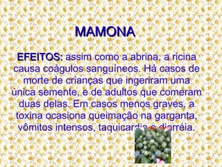 MAMONA  EFEITOS:  assim como a abrina, a ricina causa coágulos sanguíneos. Há casos de morte de crianças que ingeriram uma única semente, e de adultos que comeram duas delas. Em casos menos graves, a toxina ocasiona queimação na garganta, vômitos intensos, taquicardia e diarréia. 
