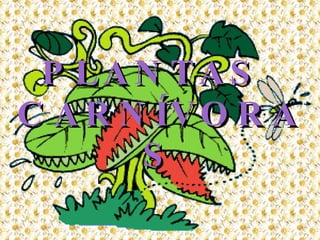 PLANTAS  CARNÍVORAS 