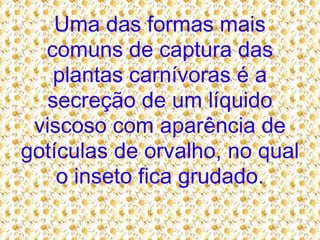 Uma das formas mais comuns de captura das plantas carnívoras é a secreção de um líquido viscoso com aparência de gotículas de orvalho, no qual o inseto fica grudado. 
