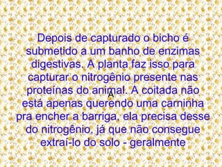 A Depois de capturado o bicho é submetido a um banho de enzimas digestivas. A planta faz isso para capturar o nitrogênio presente nas proteínas do animal. A coitada não está apenas querendo uma carninha pra encher a barriga, ela precisa desse do nitrogênio, já que não consegue extraí-lo do solo - geralmente 